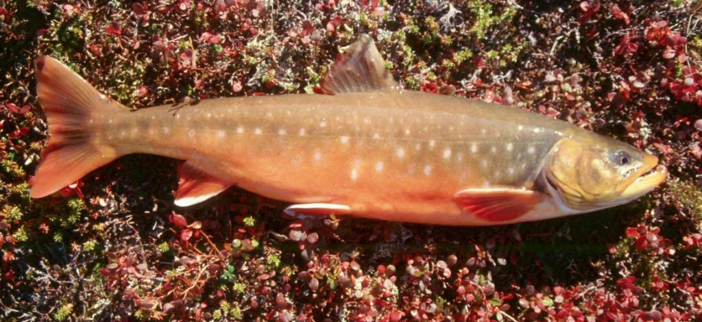 Dolly Varden vs. Arctic Char - Aniak River Lodge